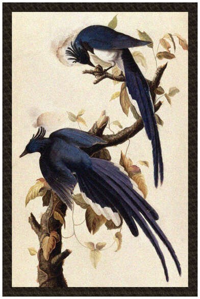 Naszywka Magpie Jay James Audubon