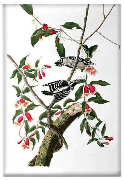 Magnes Downy Woodpecker  James Audubon