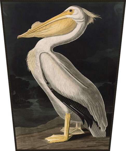 Ekran American White Pelican James Audubon