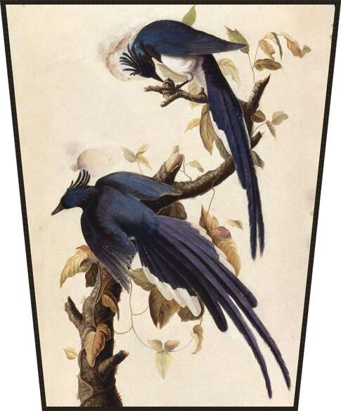 Ekran Magpie Jay James Audubon