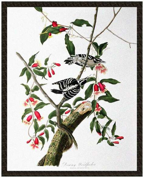 Naszywka Downy Woodpecker  James Audubon