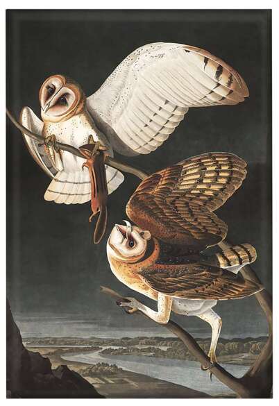 Magnes Barn Owl, Tyto Alba James Audubon