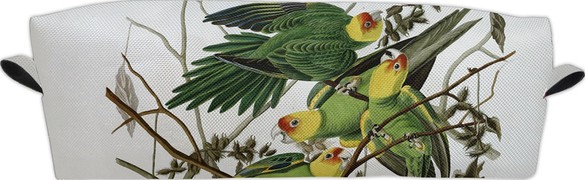 Piórnik Carolina Parakeet James Audubon