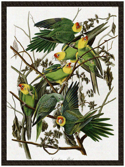 Naszywka Carolina Parakeet James Audubon