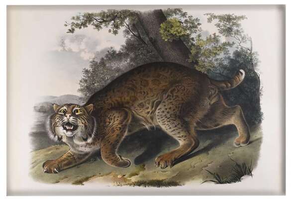 Magnes Common American Wildcat James Audubon