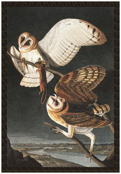 Naszywka Barn Owl, Tyto Alba James Audubon