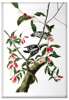 Magnes Downy Woodpecker  James Audubon