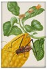 Magnes Cytryna z gąsienicą małpy i chrząszczem harlekin Maria Sibylla Merian