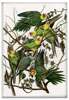 Magnes Carolina Parakeet James Audubon