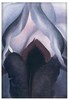 Magnes Czarna Iris III Georgia O’Keeffe