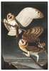 Magnes Barn Owl, Tyto Alba James Audubon