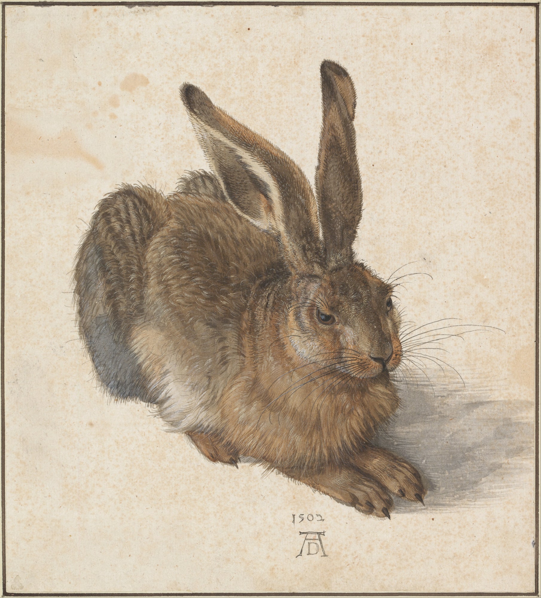 Albrecht Dürer – Młody zając