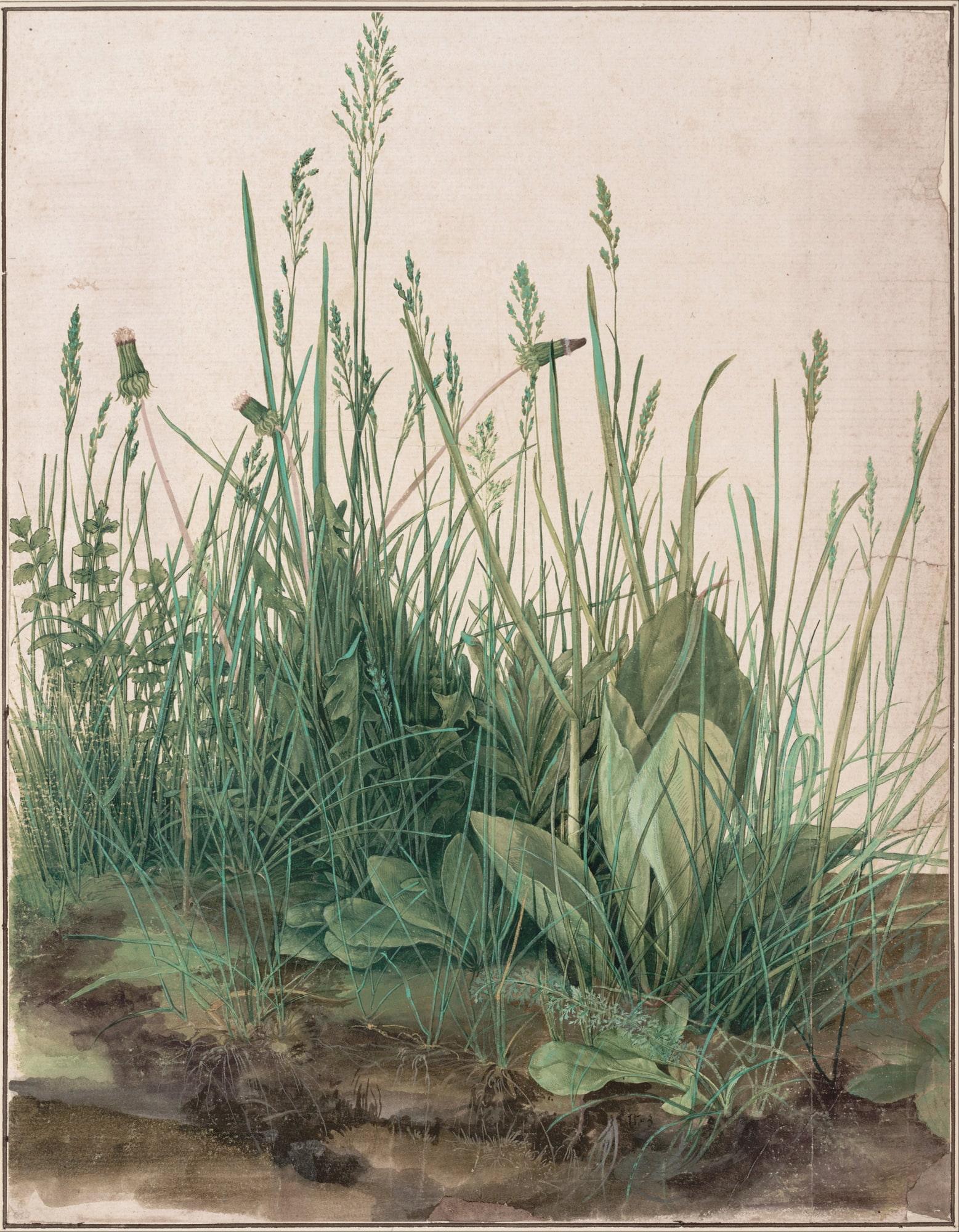 Albrecht Dürer – Studium traw
