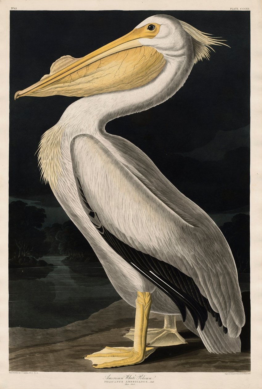 James Audubon – American White Pelican