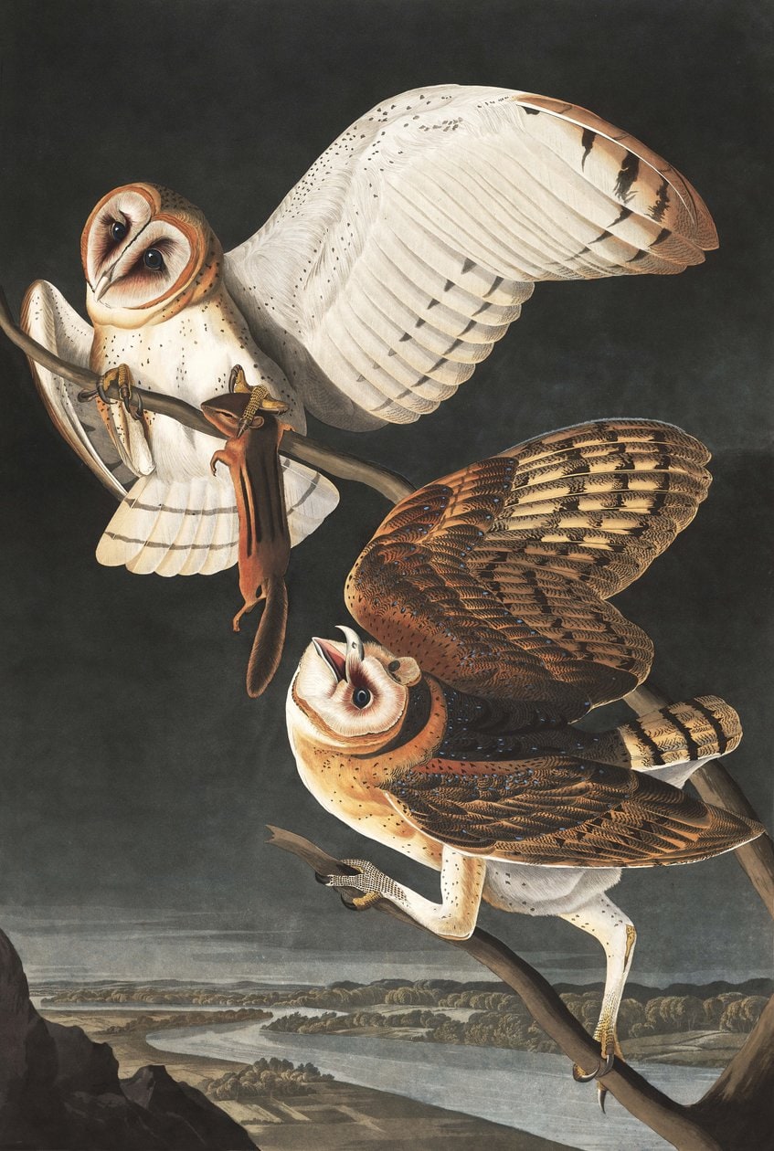 James Audubon – Barn Owl, Tyto Alba
