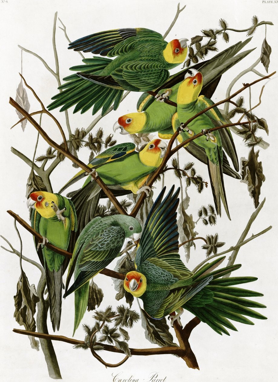 James Audubon – Carolina Parakeet
