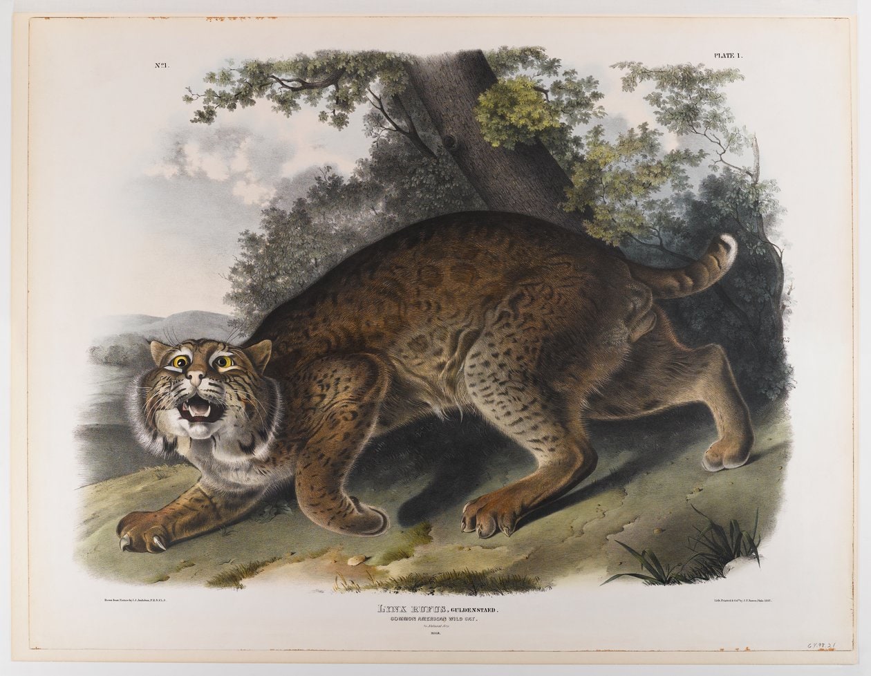 James Audubon – Common American Wildcat