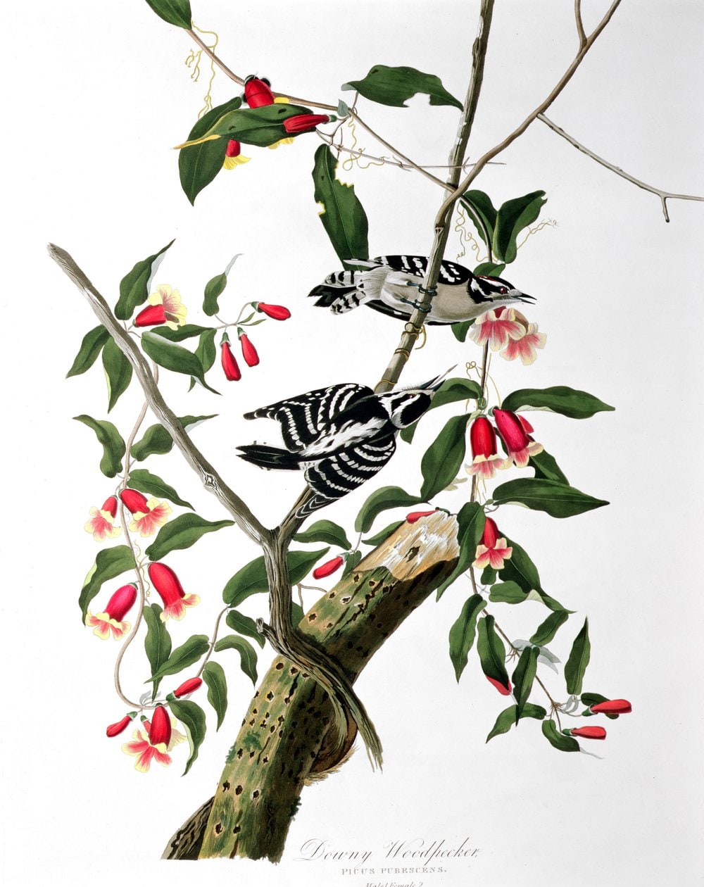 James Audubon – Downy Woodpecker
