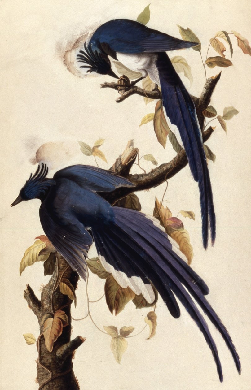 James Audubon – Magpie Jay