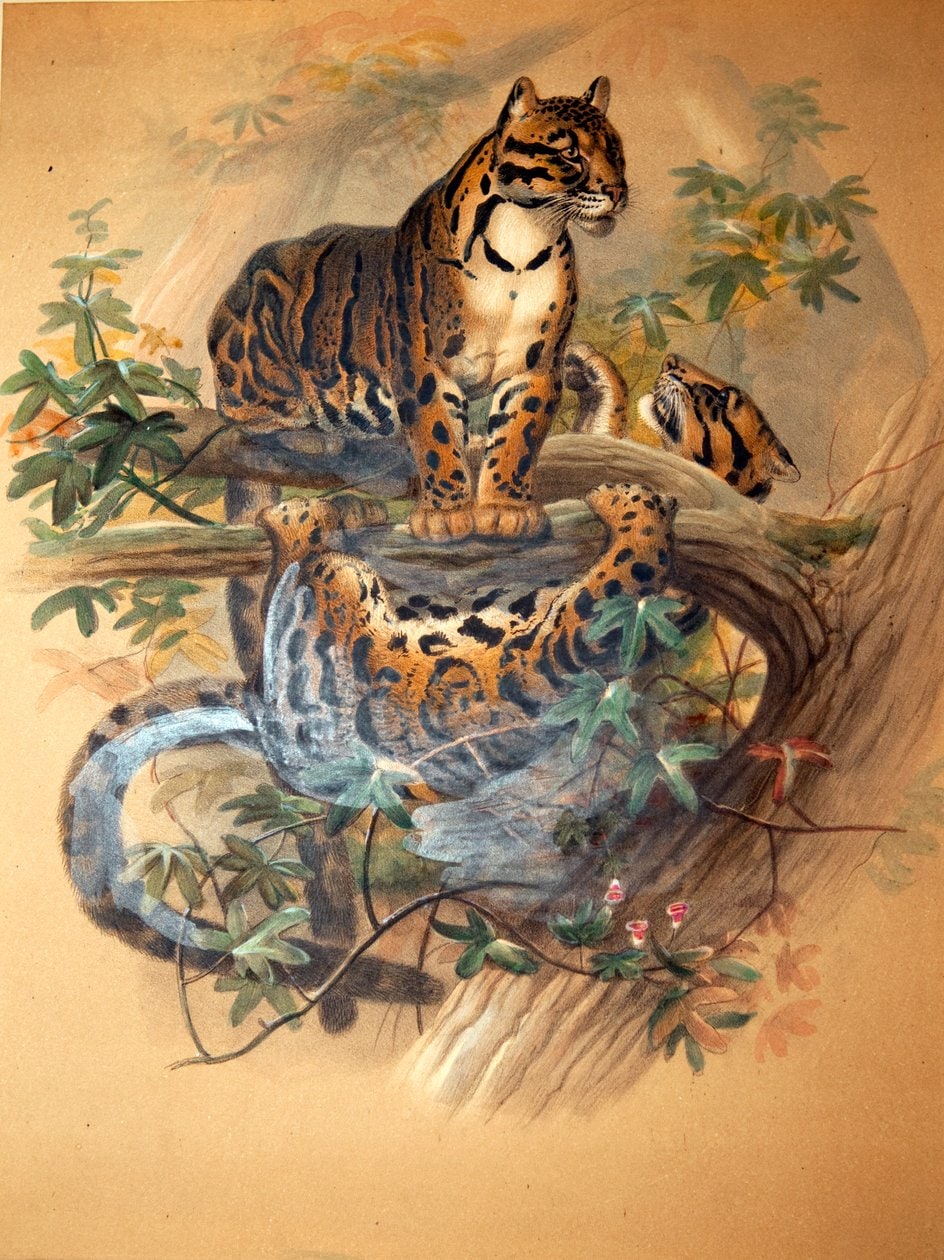 Joseph Wolf – The Clouded Tiger
