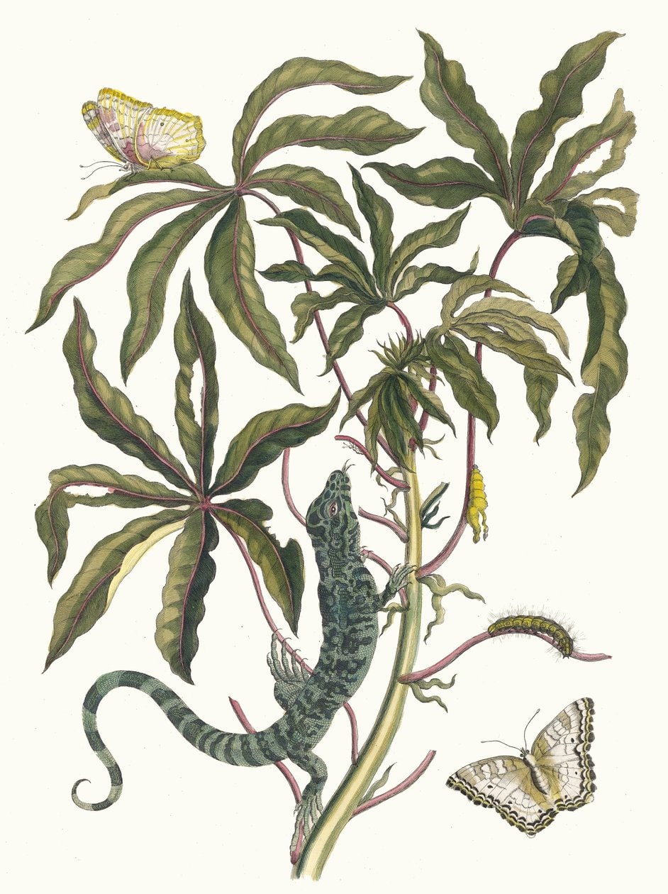 Maria Sibylla Merian – Cassave