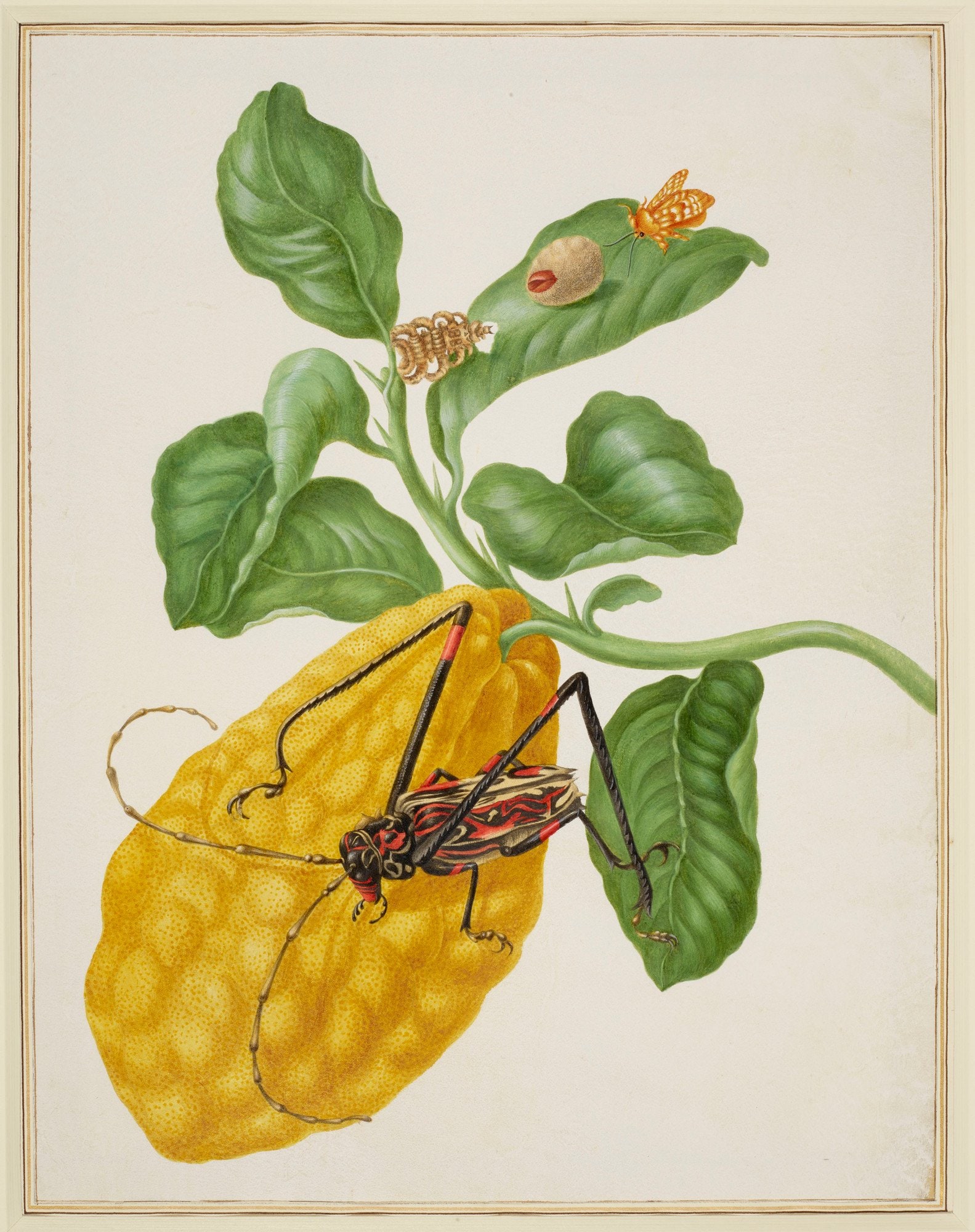 Maria Sibylla Merian – Cytryna z gąsienicą małpy i chrząszczem harlekin