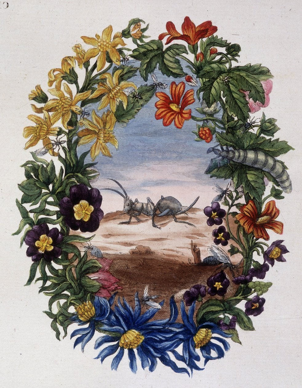 Maria Sibylla Merian – Fourmi