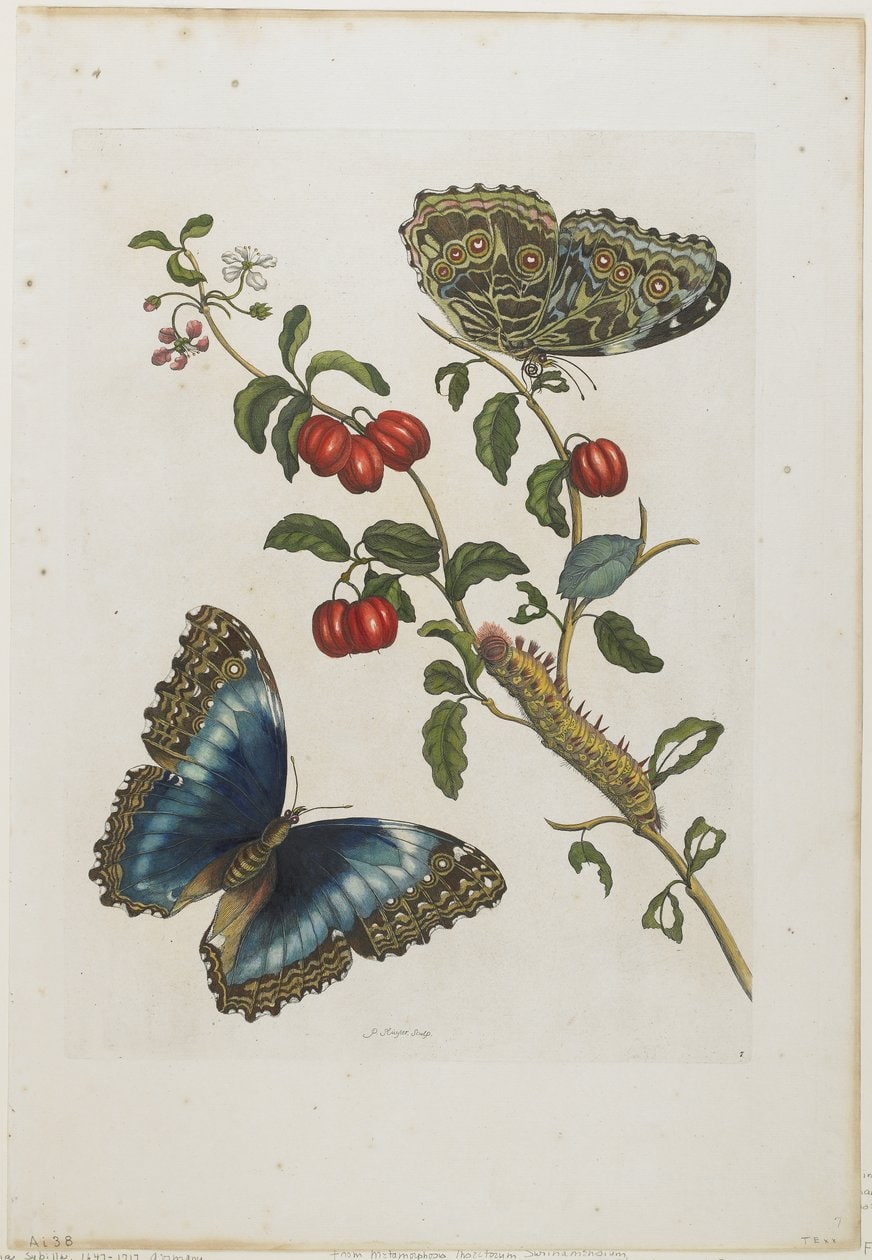 Maria Sibylla Merian – Great Blue Butterflies and Red Fruits