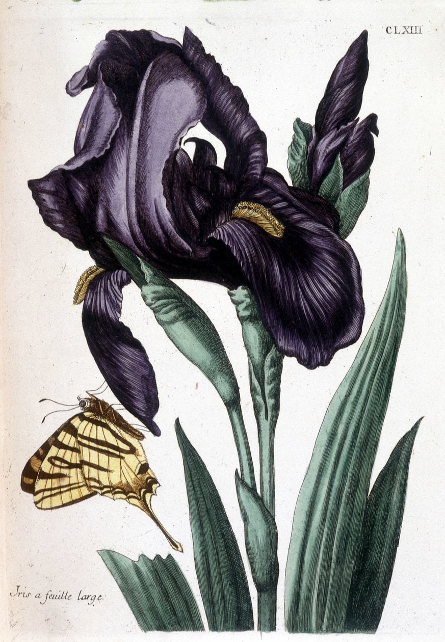 Maria Sibylla Merian – Irys szerokolistny