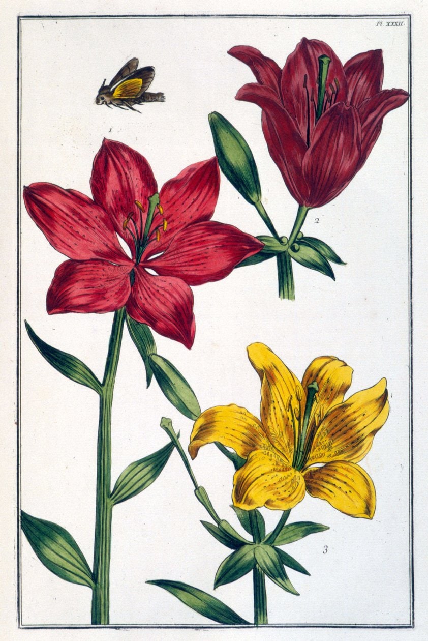 Maria Sibylla Merian – Lilia czerwona
