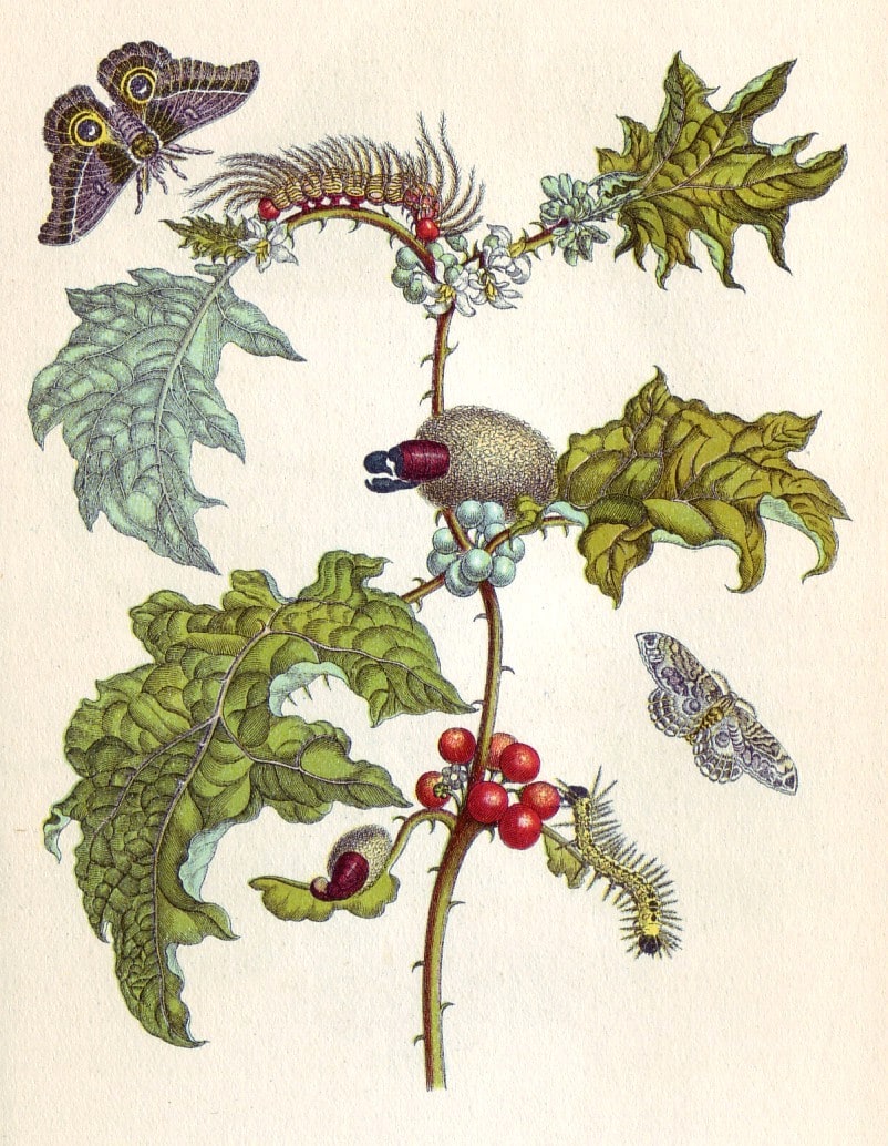 Maria Sibylla Merian – Metamorfoza owadów Surinamensium