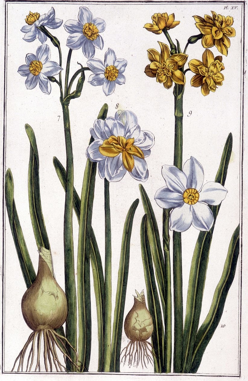Maria Sibylla Merian – Narcyz