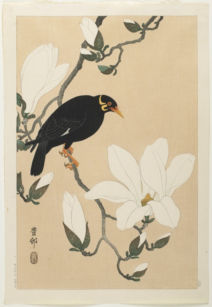 Ohara Koson – Wzgórze Myna na gałęzi magnolii