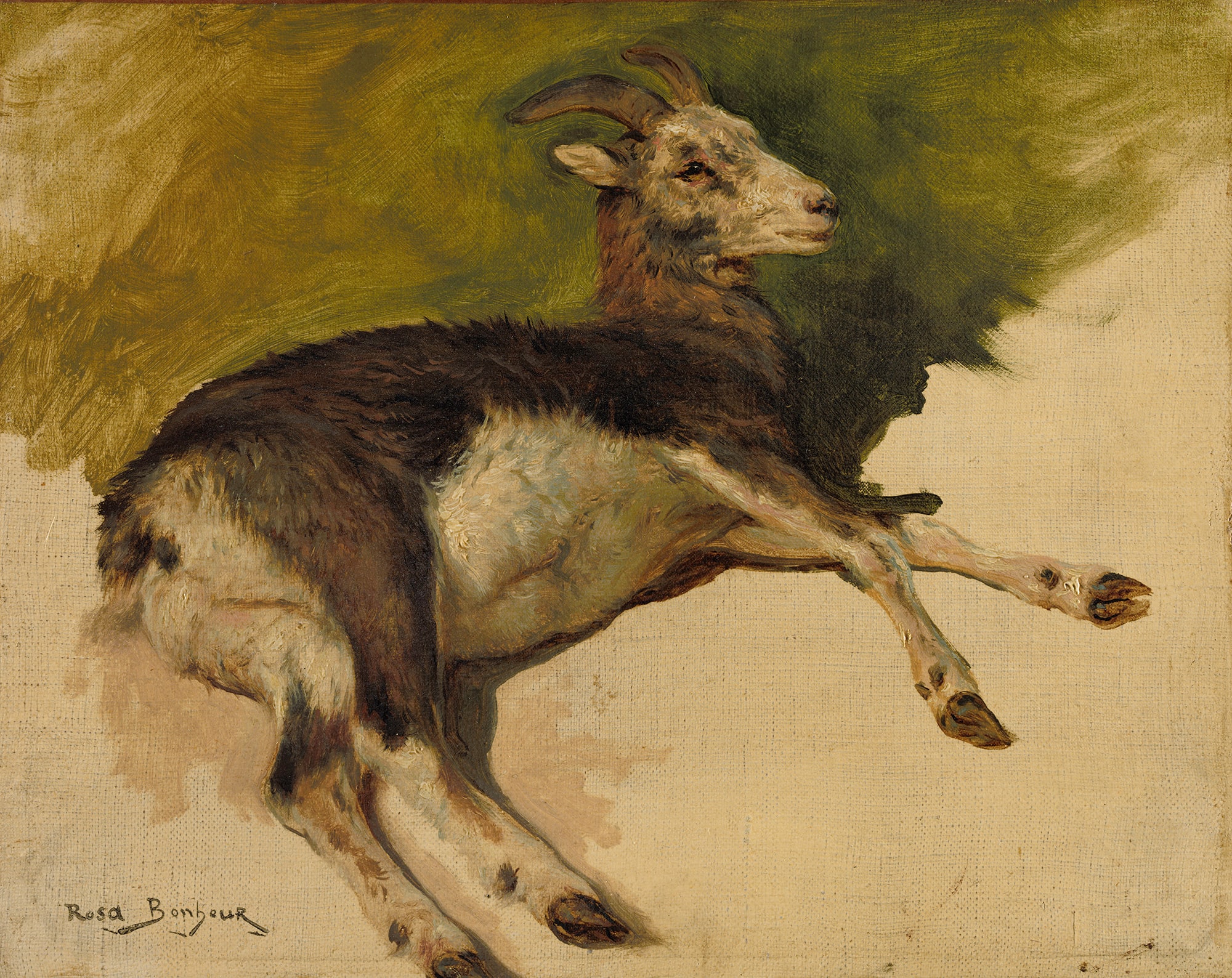 Rosa Bonheur – Kozica