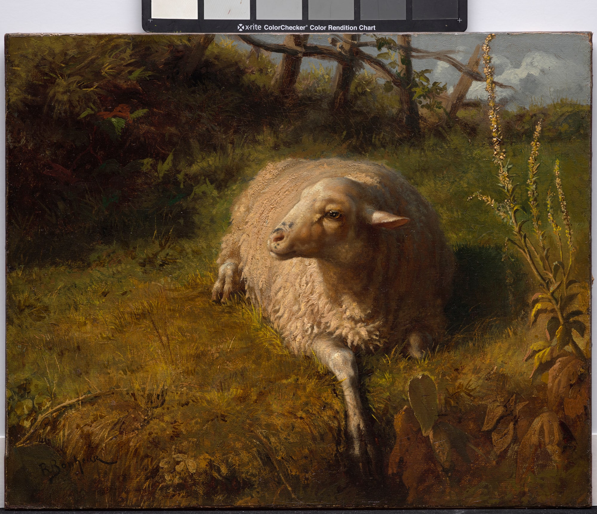 Rosa Bonheur – Odpoczywająca owca