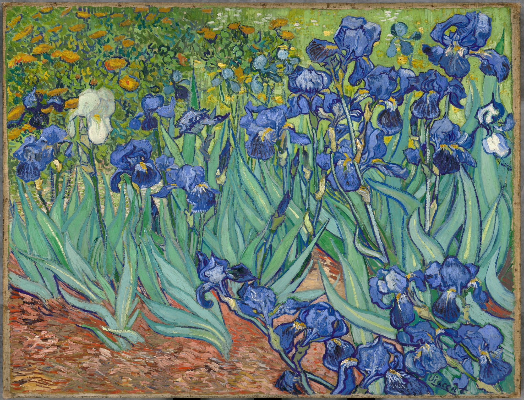 Vincent Van Gogh – Irysy