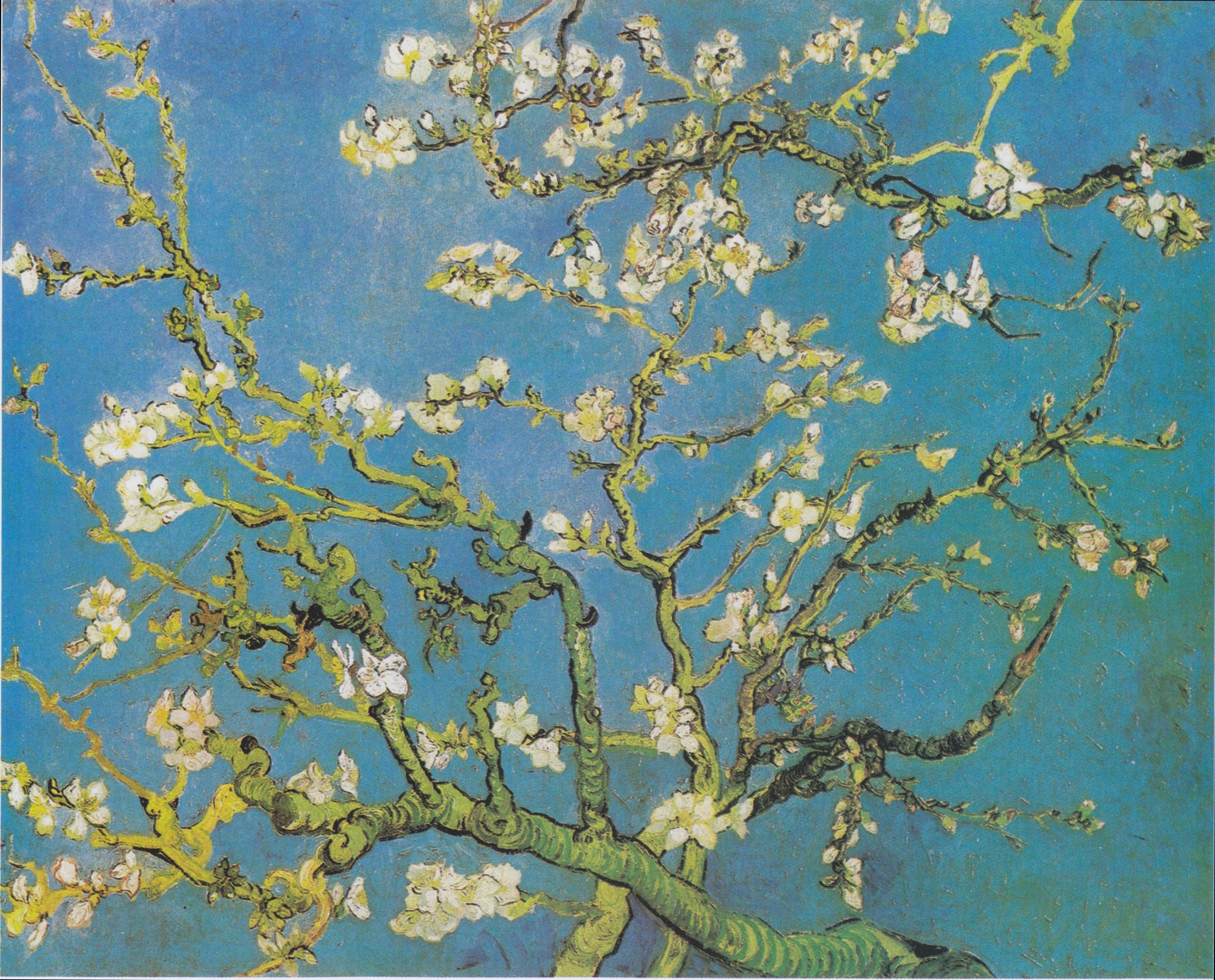Vincent Van Gogh – Kwitnący migdałowiec