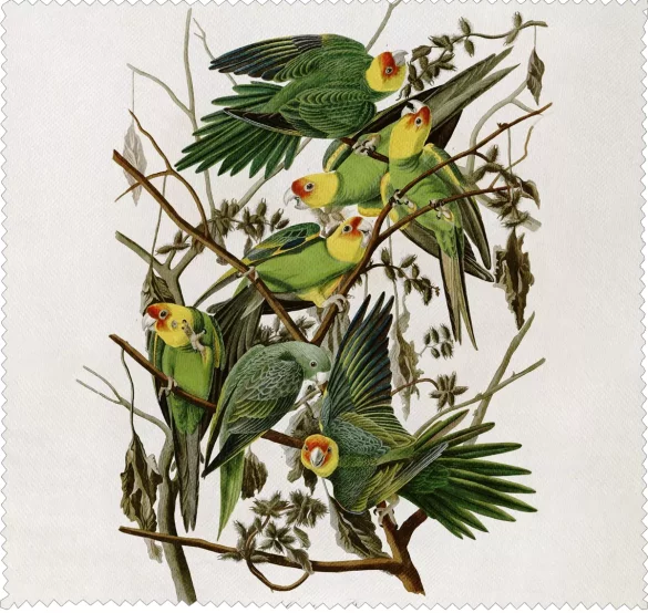 Ściereczka do okularów Carolina Parakeet James Audubon