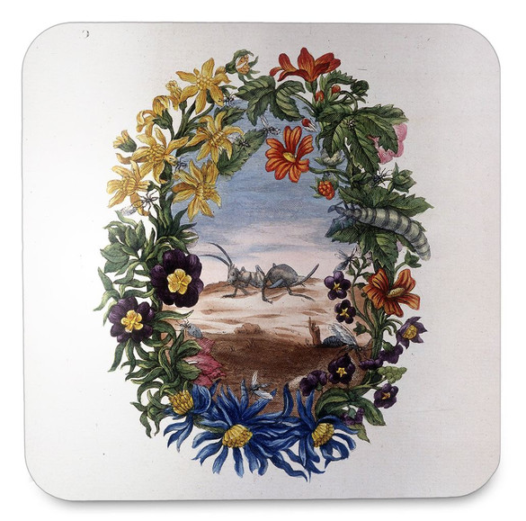 Podkładka pod kubek Fourmi Maria Sibylla Merian