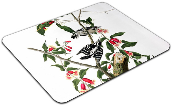 Podkładka Downy Woodpecker  James Audubon 60x40cm