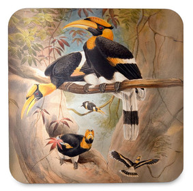 Podkładka pod kubek Concave casque Hornbill Joseph Wolf