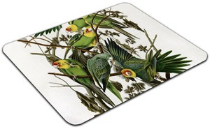 Podkładka Carolina Parakeet James Audubon 60x40cm