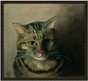 Studium głowy kota tabby
