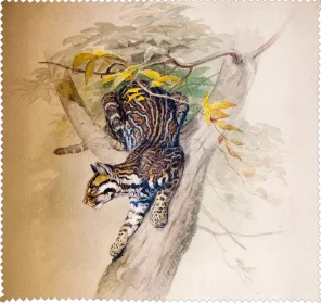 Ściereczka do okularów Ocelot Joseph Wolf