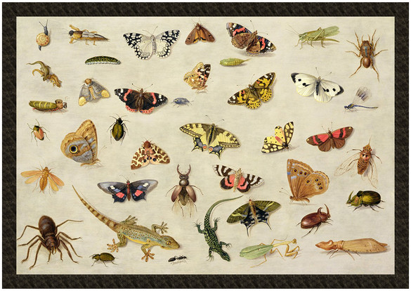 Naszywka Studium owadów Jan van Kessel (starszy)