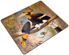 Concave casque Hornbill