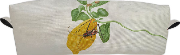 Piórnik Cytryna z gąsienicą małpy i chrząszczem harlekin Maria Sibylla Merian