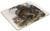 Common American Wildcat