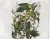 Carolina Parakeet