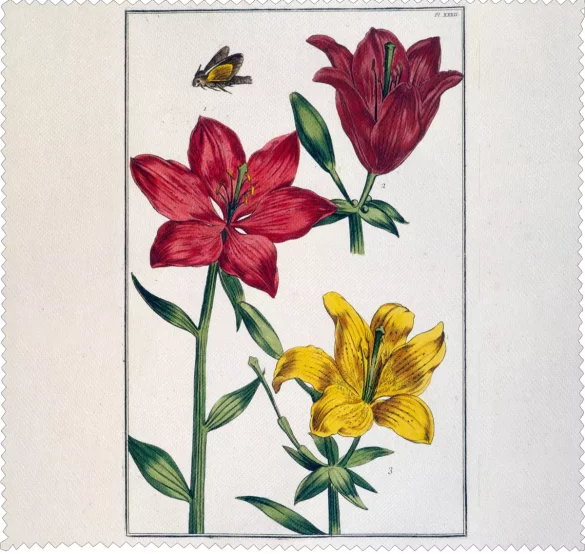 Ściereczka do okularów Lilia czerwona Maria Sibylla Merian